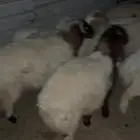 مواشي