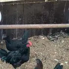 دجاج تركي