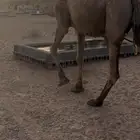 لقحه