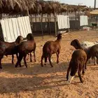 سواكن مرابي