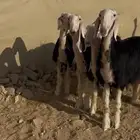 رخال نجد صنف الصنف