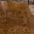 مشروع فحل حري