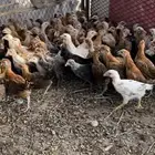 فروخ بلدي