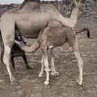 ناقه تحتها قعود