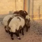 للبيع طليان نعيم