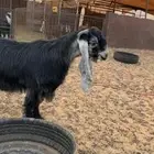 تيس فحل