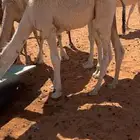 قعود طيب شحم
