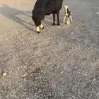 للبيع متبع فاخره كفووو منوة القناي