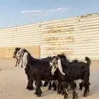 جفرات عوارض صنف