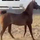فحل واهو ورق للبيع