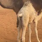 حيران لبانيات