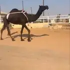 عشرا ثنيه على جميع الشروط