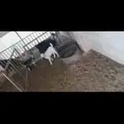 ماعز عارضية مع 2 تيوس