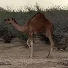 للبيع حشو في قيا