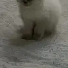 قطط كيتين للبيع العمر 3 اسابيع تهجين بين هملايا وسكوتش فولد