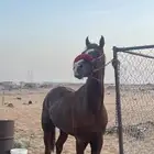 حصان