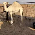 بكرة