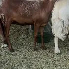 رخلين سواكن ثنايا