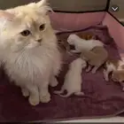 قط ذكر للتزاوج فقط