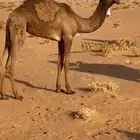 بكره صفرا
