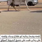 لقحه وضحا رمانيه طيبه على بعير منتج