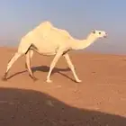 لقحه وضحا ثنيه طيبه