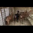 معزا جنوبيه دهم.. تم البيع