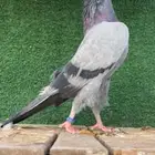 حمام باكستاني