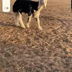 رخل نجديه