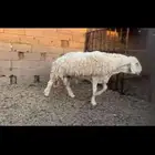 فحل حري مشروط النسف