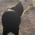 طلي نجدي