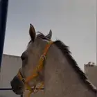 حصان شعبي للبيع