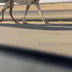 ضروبه كفوو بداوه عسره  معزول منها بنتها قبل شهرين