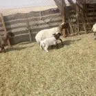 نعيم تحتها طليان