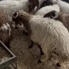 خرفان نعيم ..( تم البيع )