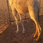 قعود للبيع