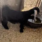 جفرة ذبيحة من حلالي