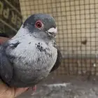 طيرة مخلفة بزرة الاردن