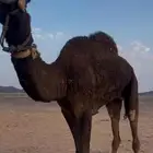 البيع رحول عورة عينه اليسار اضربه السوداني بالعصا