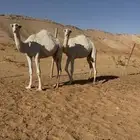 بكار