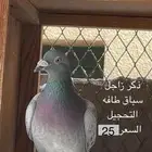 ذكرين حمام زاجل