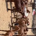 تيوس وعنقان