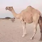 للبيع لقحه ملاقي منتج
