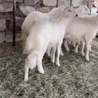 خرفان للبيع