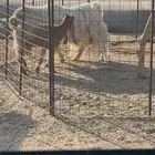 تيس مصري طيب تام علا الشرط