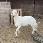 للبيع خروف فحل مشروط