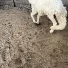 سواكني مربا فل شحم