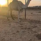 ضريبه وضحا