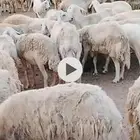 للبيع غنم حرش مراح واحد العدد412 الفحول 15