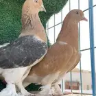 حمام تركي تم البيع